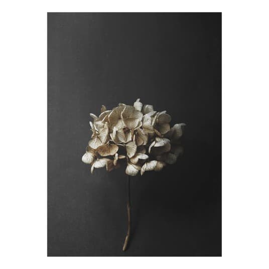 Paper Collective Stil Life 04 Hydrangea poster 30x40 cm