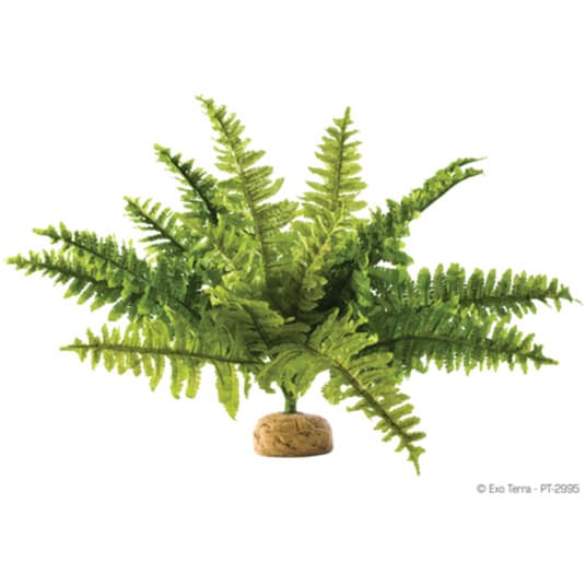 Hagen Hag.Rosl.D/Terra Rainforest Boston Fern 22Cm 2990 - 58780